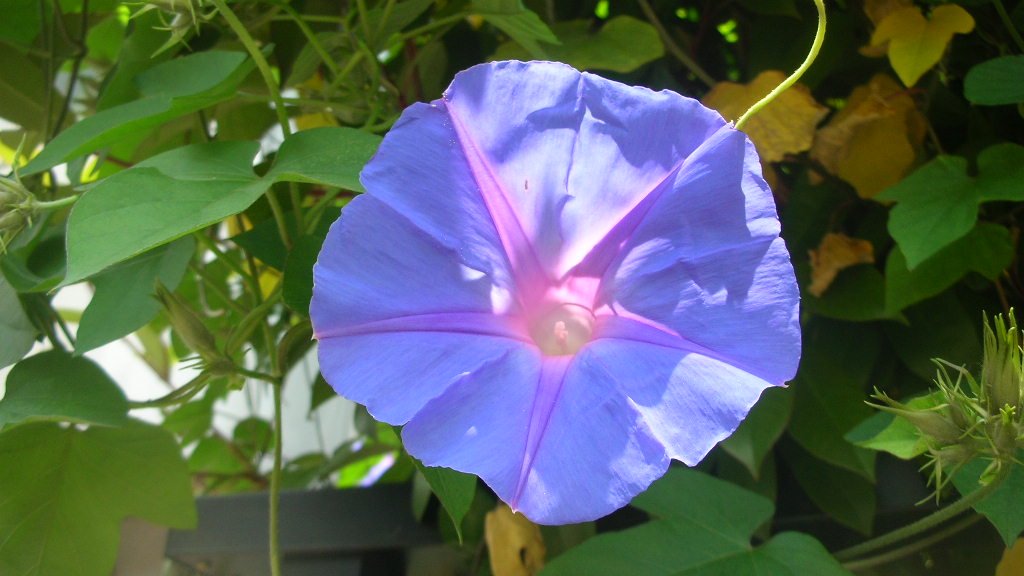 kamisama_kotoba's tweet image. Entrust everything to invisible power and live 100% in the Now.

見えない力にすべてお任せし、今を100％生きる。
#entrust #委ねる