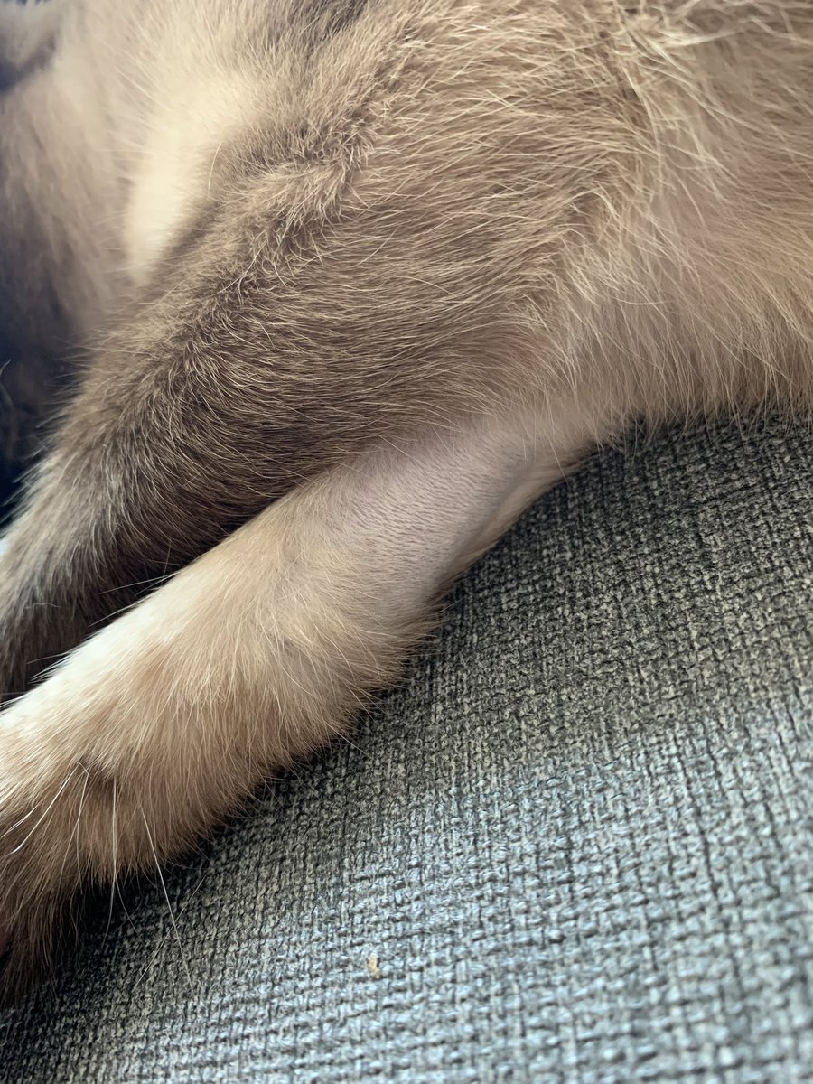 고양이가 그루밍해서 
털이 저렇게 까지 빠지면 문제 있는건가요?ㅠㅠ