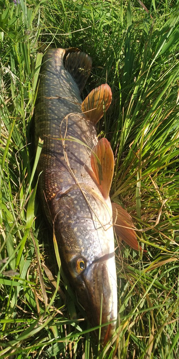 OmskSpin's tweet photo. Рыбалка на р. Оша Омской области. #рыбалка #омск #fishing #spinning #pike #omsk #omskspin https://t.co/smop0YaEO2