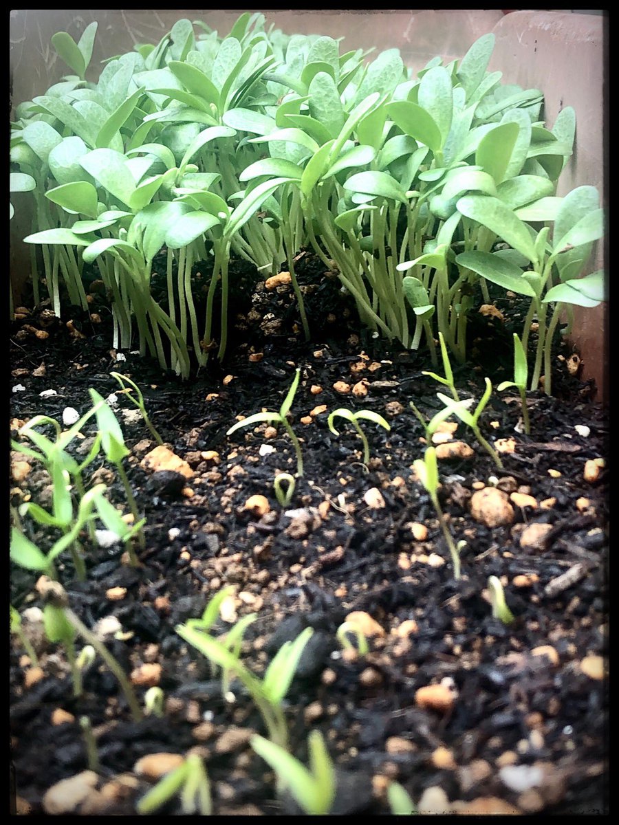 வெந்தயம் போட்டு ஒரு வாரத்துல நல்லா மொளச்சு வந்திருச்சு. முன்னாடி நம்மூரு மொளகா விதை மெதுவா எட்டி பார்க்குது.  #என்வீட்டுதோட்டத்தில்