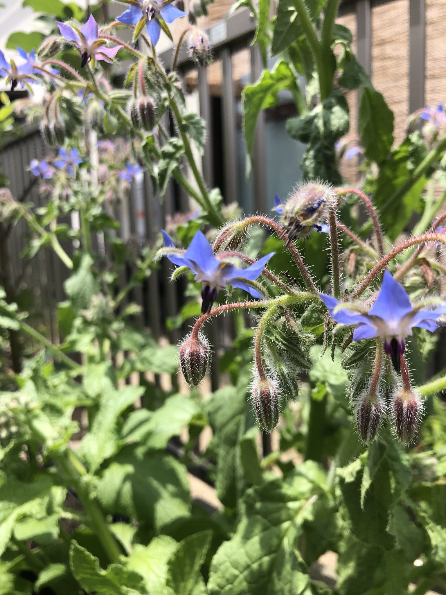 ボリジの花 Twitter Search Twitter