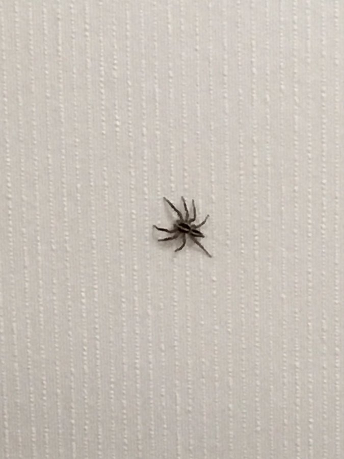 家の中のクモはどうする そのクモ本当に放っていても大丈夫 賃貸のマサキ