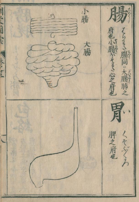 Terada 腸のことを和語でハラワタと言うのはよく知られてるけど 胃を大和言葉でクソブクロ 糞袋 と言うことはあまり知られていない 和風で雅な雰囲気を出したい時は和語を使うに限る すみません 食べすぎで糞袋が痛くて などと言えば一目置