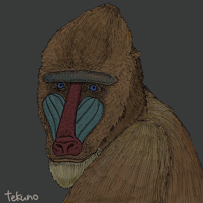 マンドリルのtwitterイラスト検索結果 古い順 マンドリルのtwitterイラスト検索結果 古い順