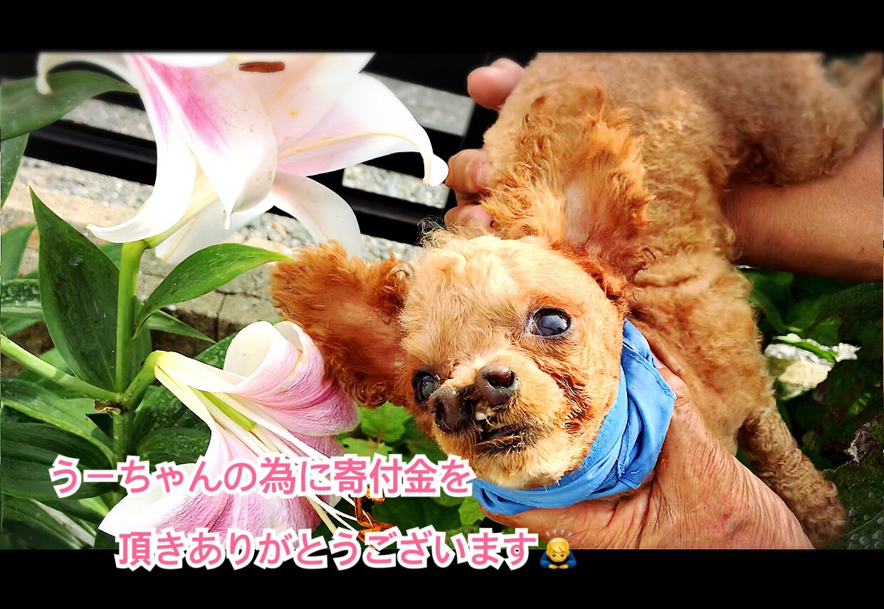 お鼻が二つの障害犬うーちゃん Twitter Search Twitter