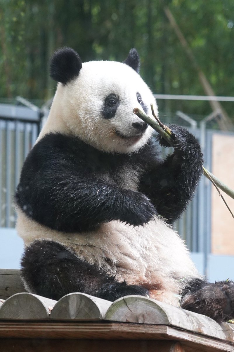 Taka いつも ゆったりサン 19 5月 シャンシャン シャンシャン 上野動物園