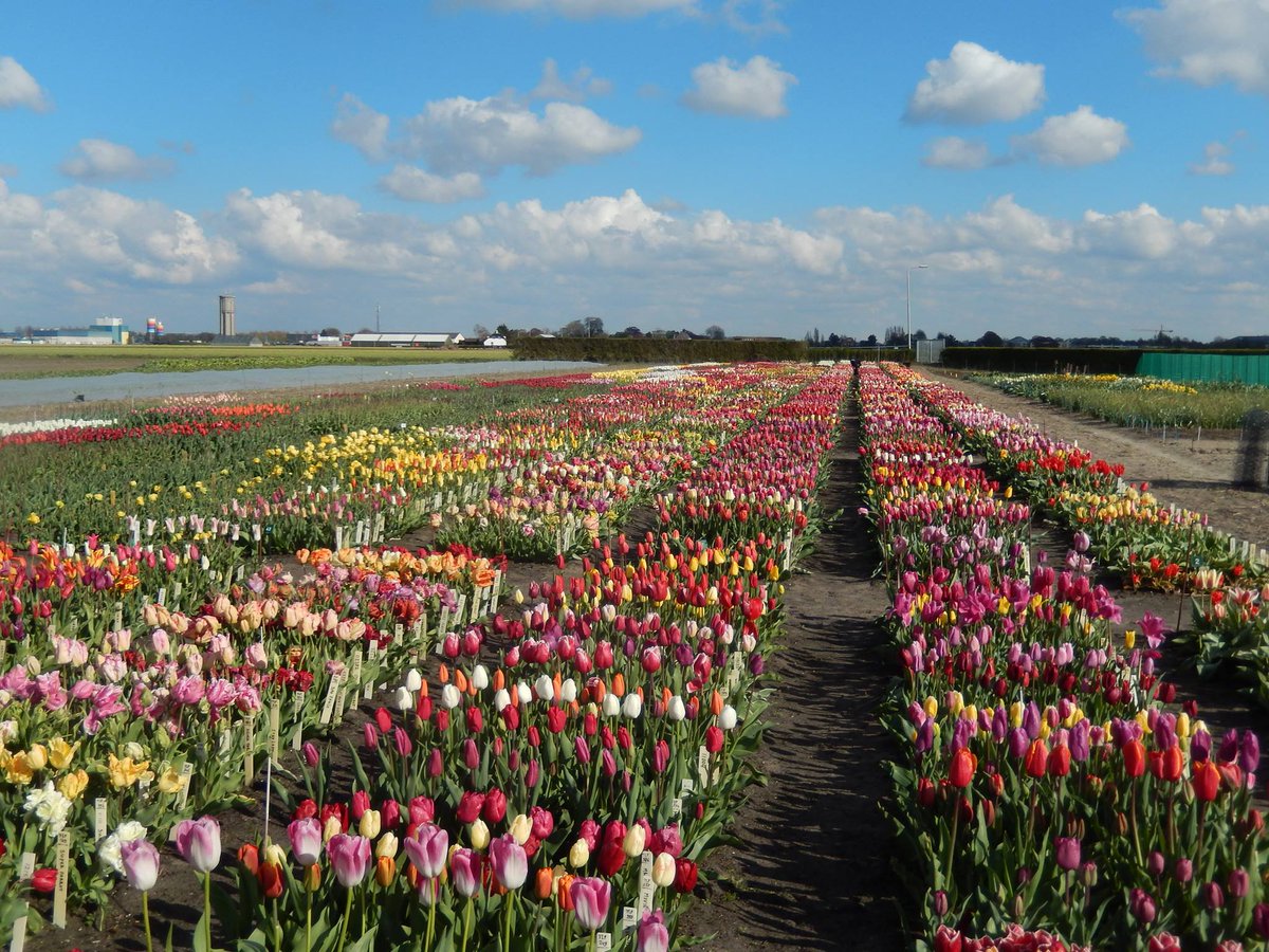 #vacature: Projectleider / Beleidsmedewerker bij KAVB in Hillegom #agrarisch #bloembollensector #plantgezondheid. Zie agriholland.nl/vacaturebank/v…