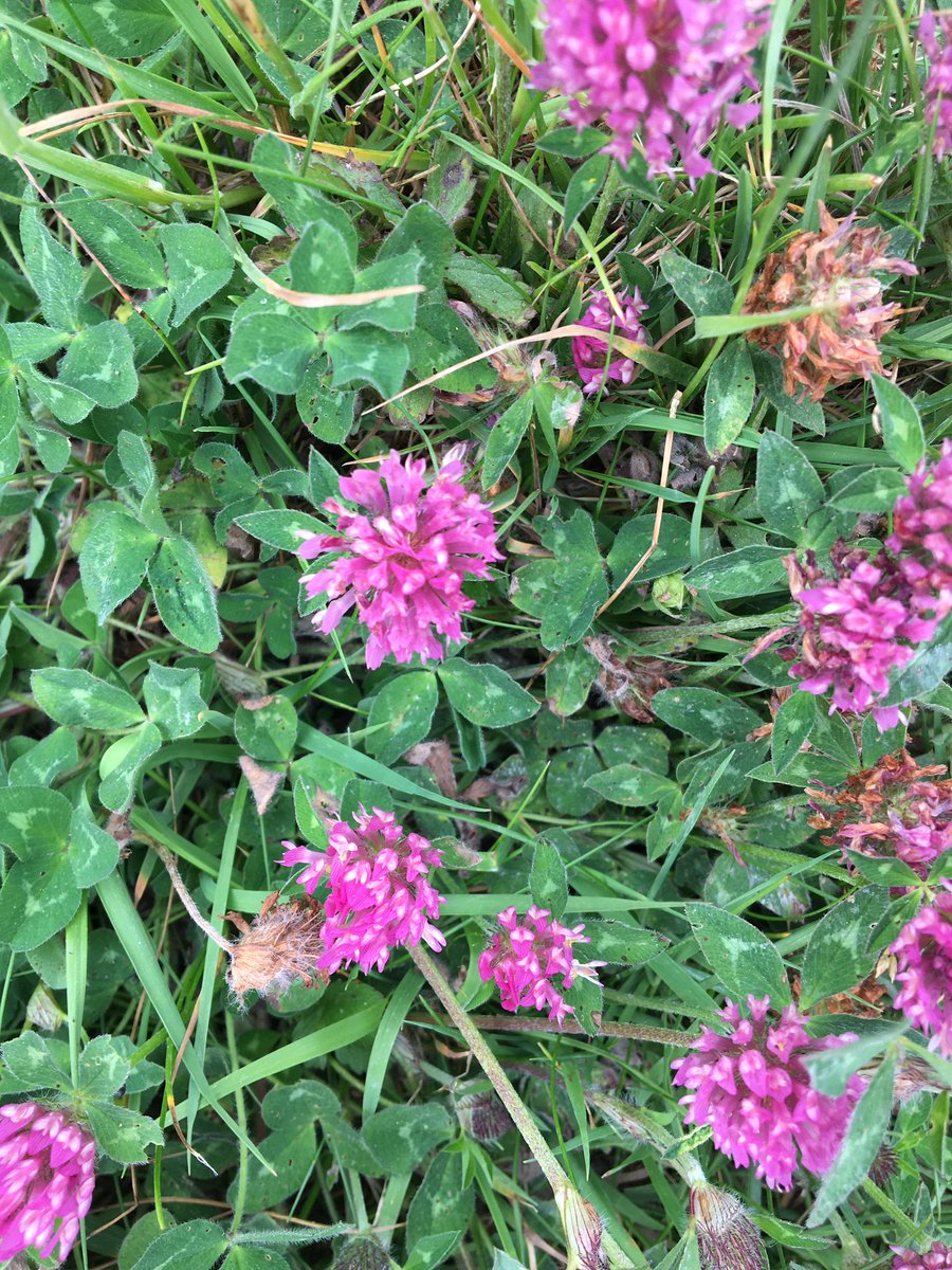 farmfornature's tweet photo. Just took a closer look at a 200m hedgerow to see what we could find. Here our #JuneHedgeGrow.
Share with us what's growing and blossoming in yours this month.
Plaintain, Red Clover, Sheep's Bit, Tutsan...
#feedingpollinators #lethedgerowsblossom #nospraying #nocutting https://t.co/YHVxtYforD