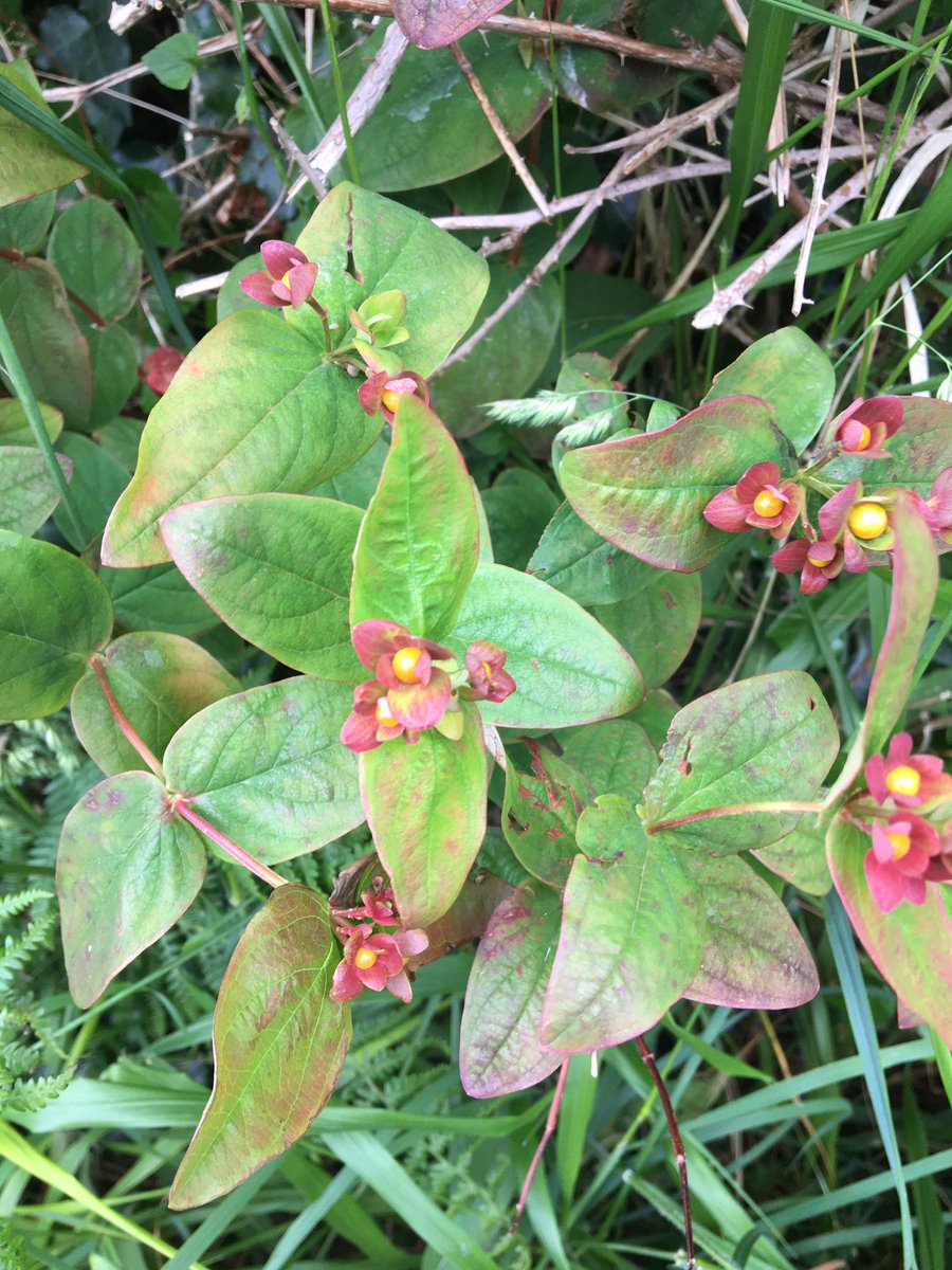 farmfornature's tweet photo. Just took a closer look at a 200m hedgerow to see what we could find. Here our #JuneHedgeGrow.
Share with us what's growing and blossoming in yours this month.
Plaintain, Red Clover, Sheep's Bit, Tutsan...
#feedingpollinators #lethedgerowsblossom #nospraying #nocutting https://t.co/YHVxtYforD