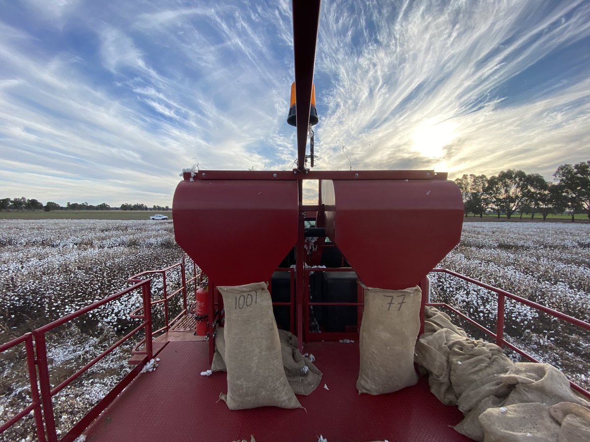 Picked our last trial for the year ! The old Case goes alright <a href="/CottonInfoAust/">CottonInfo</a> <a href="/CottonResearch/">CRDC</a> @NSWDPI_AGRONOMY