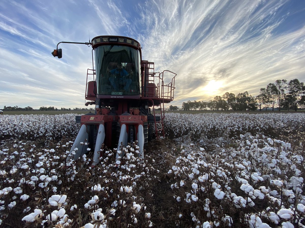 GabNapes's tweet photo. Picked our last trial for the year ! The old Case goes alright @CottonInfoAust @CottonResearch @NSWDPI_AGRONOMY https://t.co/PSzTf9EK6U