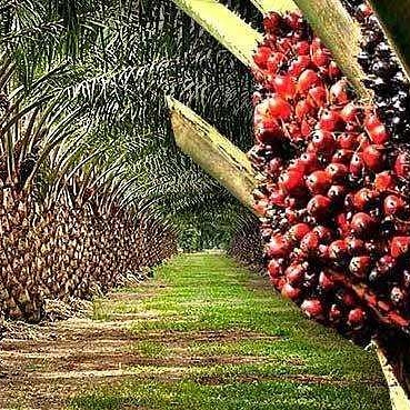 Infiniteagric's tweet photo. Palm oil and its derivatives are found in about 50 per cent of all packaged foods, according to analysts.

Generally, it is used for producing  foods, such as noodles, vegetable oil, biscuits, chips, margarines, shortenings, cereals and baked products. https://t.co/nMuZwGedGy