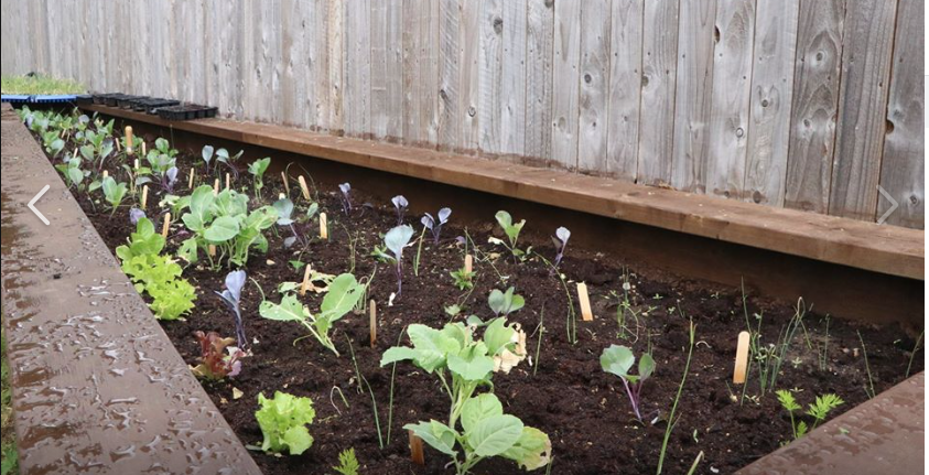 BrightBarlby's tweet photo. A few photos of our community raised beds on Howden Road #Barlby Although they're quite full they will look amazing as they grow #BarlbyBright https://t.co/61wLqnhFSx
