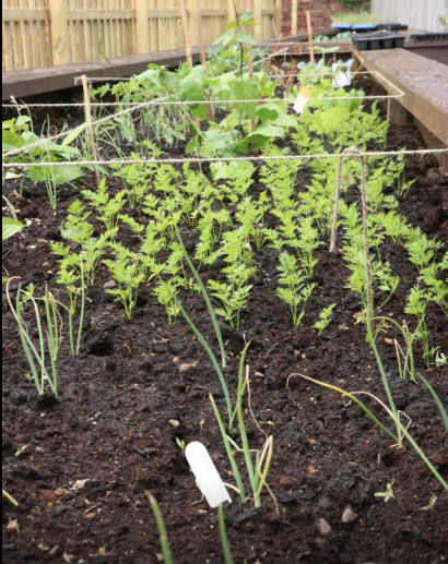 BrightBarlby's tweet photo. A few photos of our community raised beds on Howden Road #Barlby Although they're quite full they will look amazing as they grow #BarlbyBright https://t.co/61wLqnhFSx