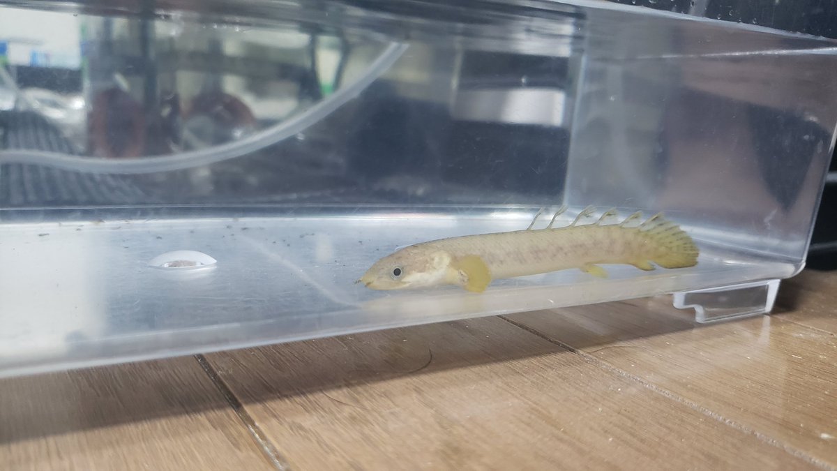 シルバーシャーク 金魚