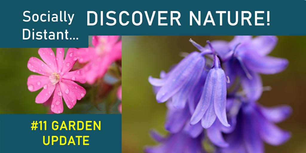 Eco Sapien | YouTube Channel (@eco_sapien) on Twitter photo NEW VIDEO! <a href="/StNicksFields/">St Nicks #YorksGreenHeart</a> Socially Distant Discover Nature is back! πΈπ¬
This week we look at flowers good for pollinators in late Spring, experience a musical treat, and see the return of Phil's nemesis! Enjoy...
π₯π rb.gy/npbklo NEW VIDEO! <a href="/StNicksFields/">St Nicks #YorksGreenHeart</a> Socially Distant Discover Nature is back! πΈπ¬
This week we look at flowers good for pollinators in late Spring, experience a musical treat, and see the return of Phil's nemesis! Enjoy...
π₯π rb.gy/npbklo