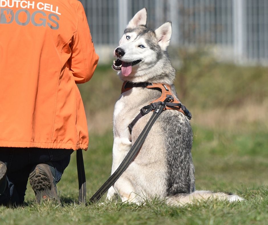 DutchCellDogs's tweet image. Vrijdag is het zover! Dan mogen we weer trainen. We willen het liefst niet achterom kijken... Maar we moeten wel.
De schade door de #coronacrisis is voor ons namelijk gigantisch. Word alsjeblieft #donateur. Dit kan al vanaf €3,- per maand! Ga naar: bit.ly/2UqDNOA