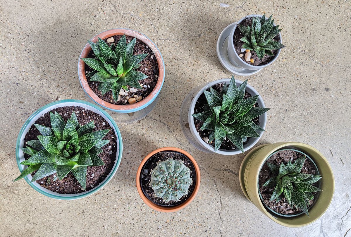 The biodiversity in my apartment has gone down lately, but I'm okay with that. https://memosandmirth.com/succulents/ 