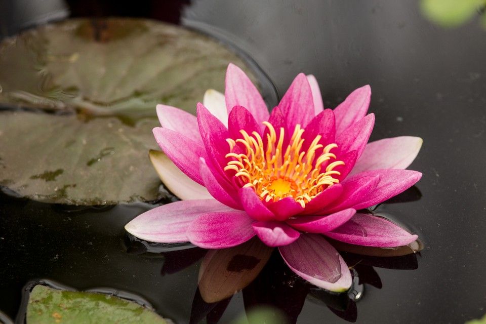 Calleenscrafts's tweet photo. Water lilies are associated with the water nymphs of Greek mythology, minor female deities who were as free-spirited &amp; strong-willed as they were sensual &amp; mysterious

Waterlilies perfectly symbolise innocence, purity, fertility &amp; pleasure,

#flowerlore #nature #TuesdayThoughts https://t.co/fan94yRd48