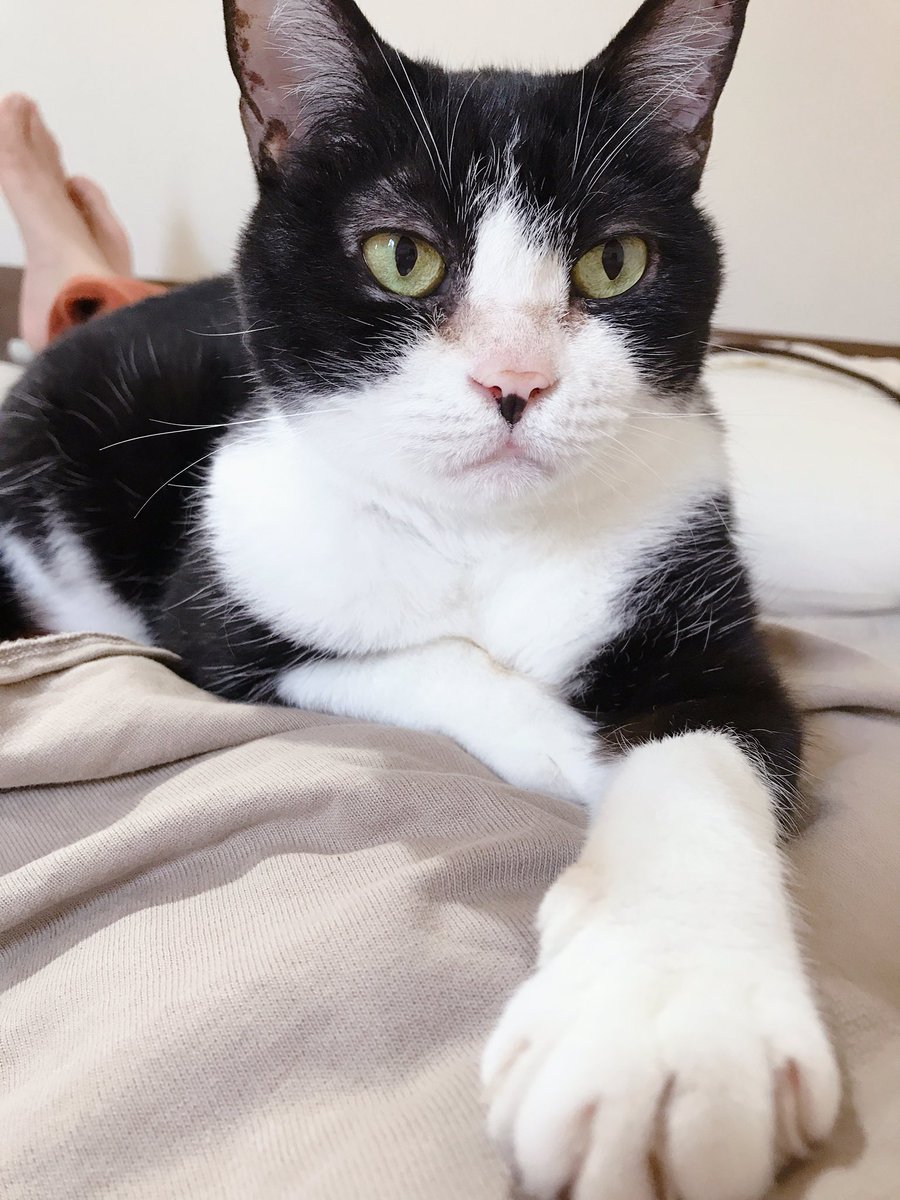 クーとチャー 暑かわいい クーチャー日記 茶トラ 額がm 黒白 ハチワレ 保護猫 捨て猫 14歳 モフモフ 毛が生え変わる時期 癒し ねこ ネコ 猫 ぬこ 膝ねこ 暑い でも かわいい ギリギリの 季節
