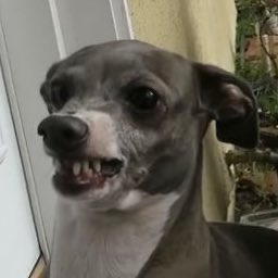 PCermet's tweet photo. He is a menace to society @Jenna_Marbles @juliensolomita https://t.co/gLKqpjdwMU