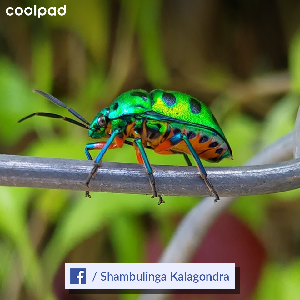 CoolpadInd's tweet photo. #ShotOnCoolpad #DesignedForAll #MacroPhotography
A #macro lens is essential if you want to take truly close-up shots. Go above the #creature slowly and quietly to #photograph from an interesting angle. Watch how neatly @Shambulinga captured this green shield bug on his #camera. https://t.co/IxkYz9Khqk