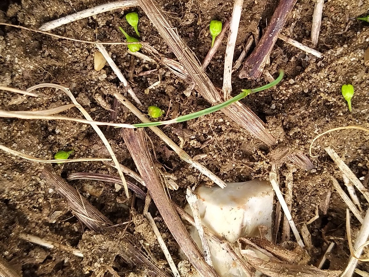 Yesterday's improved weather allowed for better assesment of the #hail damage. Closer inspection reveals #vineyard floor under Solaris littered with individual tiny flowers, each a potential grape, knocked out of the clusters🙁. Damage hopefully less the 20% so not a complte loss