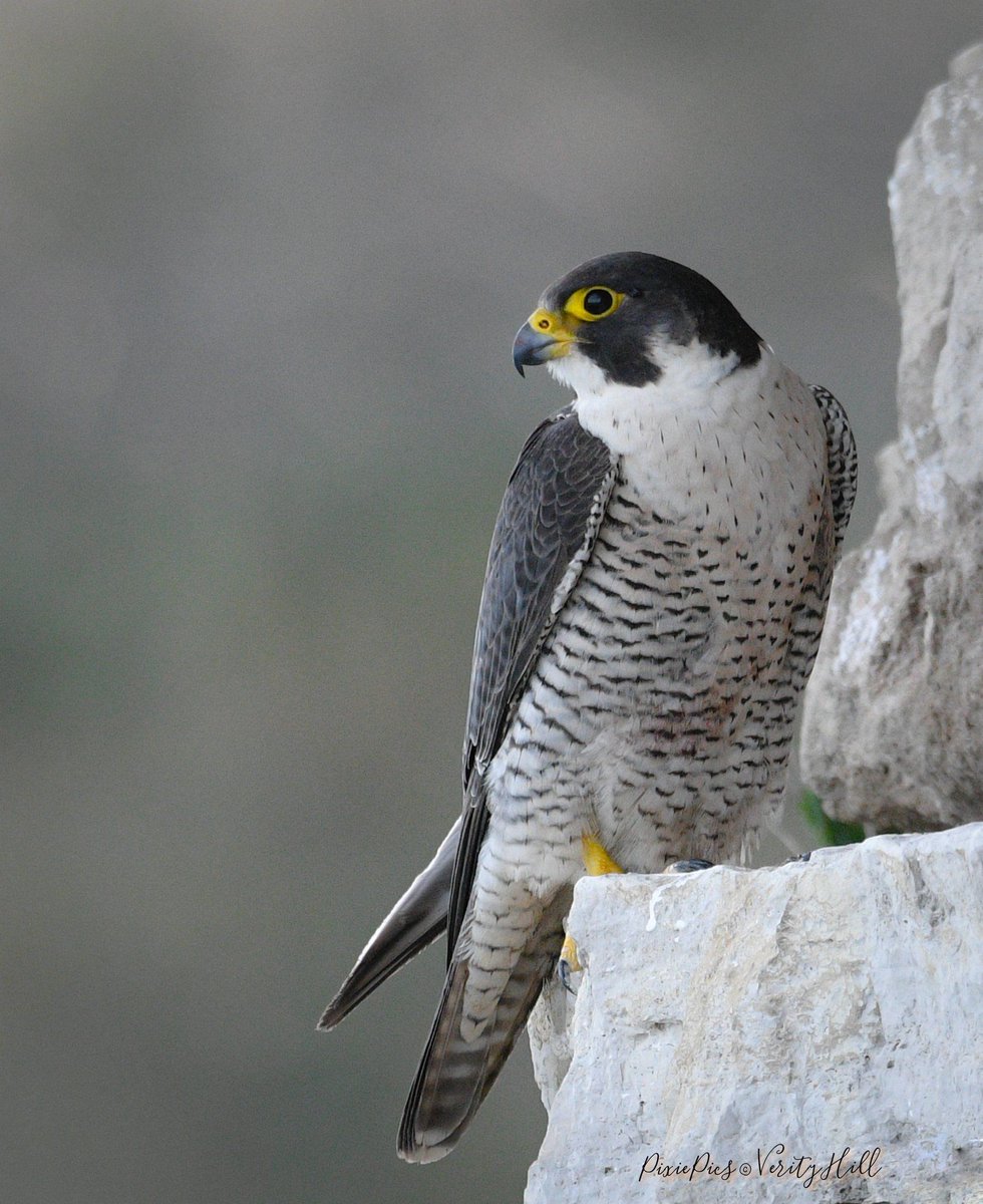 WildlifeMag's tweet photo. Photo of the Day: Peregrine falcon in Dorset, in the UK, by @verityhill5 

If you would like your photo to be considered for Photo of the Day, use the hashtag #BBCWildlifePOTD.
Find out more on our website: https://t.co/qrXVT8Crfd https://t.co/QlaHV2bgPU