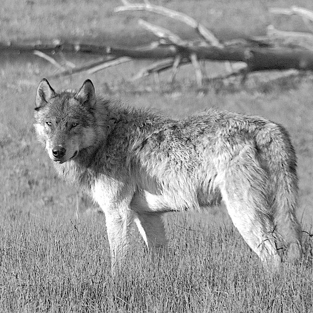 New podcast The Wolf with <a href="/CRWilliams/">Colin Williams</a> and <a href="/WildSoul/">che</a>. Real encounters, prejudices, storytelling, popular culture, indigenous views, medieval demonisation and the landscape we have created for wolves in our hearts &amp; lives bit.ly/3h86uK2