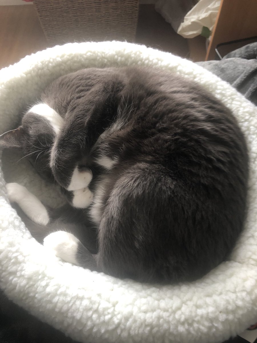 maisiethecatuk's tweet photo. That Tuesday feeling. #catsoftwitter #isolatingcatsuk https://t.co/MYWkVSy4Zk