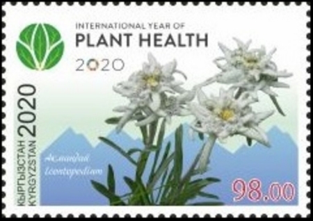 CPicard_eppo's tweet photo. So many stamps celebrating #IYPH #stamp #planthealth. But none with @bug_beastie on it. We should not wait to collect these! https://t.co/W9fImK5tDi