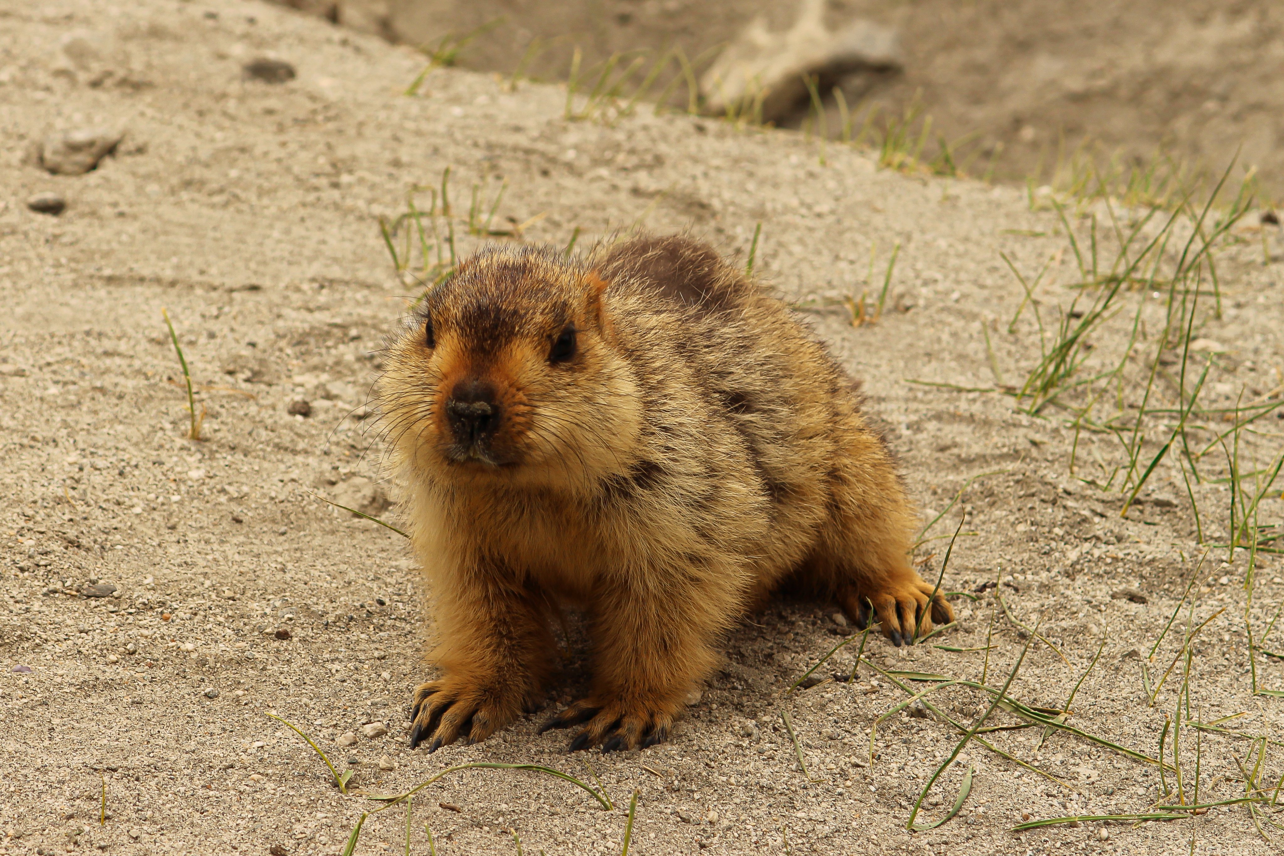 Himalayan marmots: Gold-diggers on the plateau - CGTN