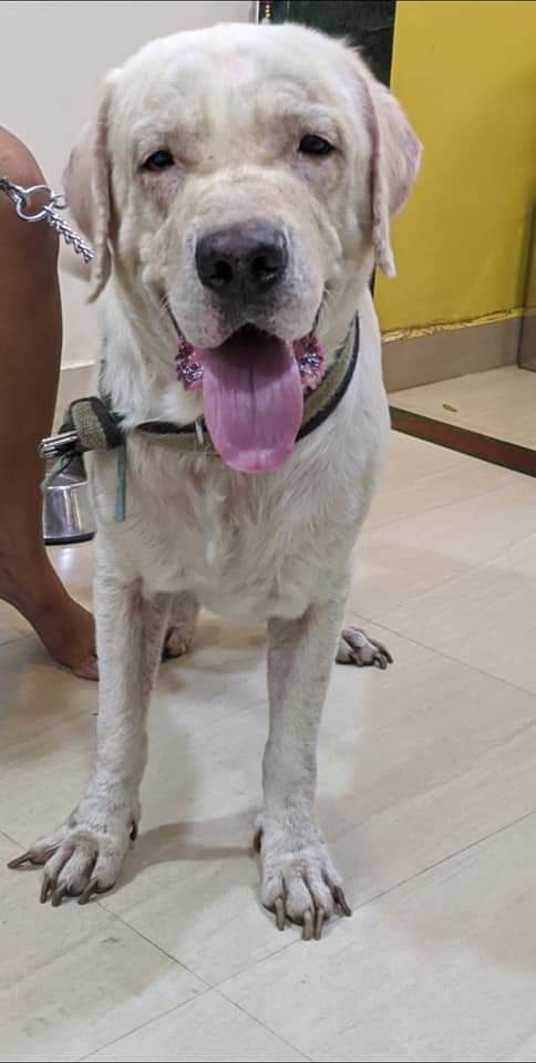 avc_201's tweet photo. Lost Lab found close to Icon Hospital #Dombivli East. He has been roaming around since morning 7am. Found with an olive green and black Collar. Please call 8652114494 
Date of post June 9th 
#LostLab #LostLabrador #LostPet #lostdog https://t.co/rq51QwMfuj