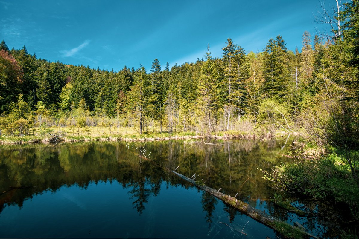 m2niac's tweet photo. Crane Lake or Dead Lake,
Lviv region, Ukraine.
#lake #cranelake #deadlake #carpathians #ukraine #sky #clouds #bluesky #travel #landscape #reflection #water #trees #forest #Green #outdoors #m_hladchenko #photographer #500pxphoto #500px #youpic #youpiclandscape https://t.co/grXICy2tTA