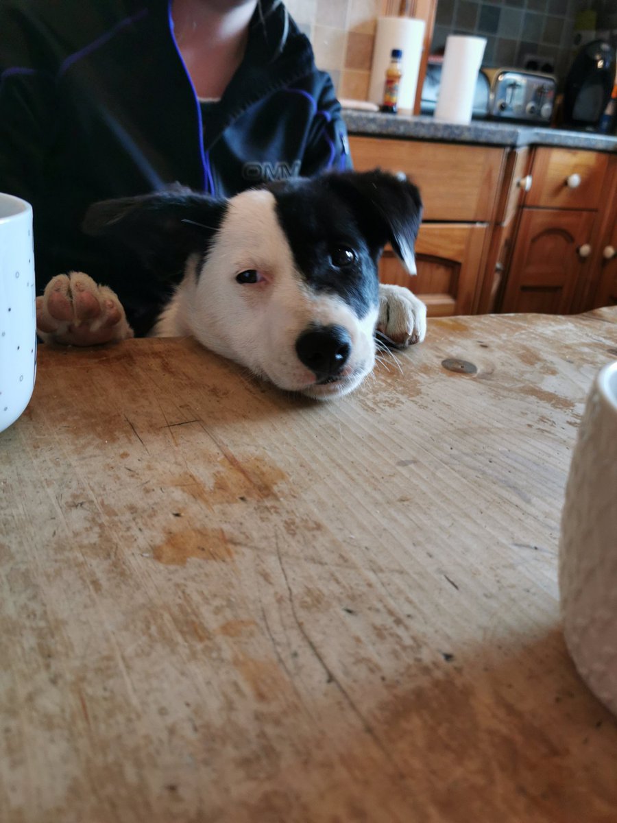 36clare's tweet photo. That face #bordercollie #newpup #notonthetable https://t.co/QYMmIKvjoo