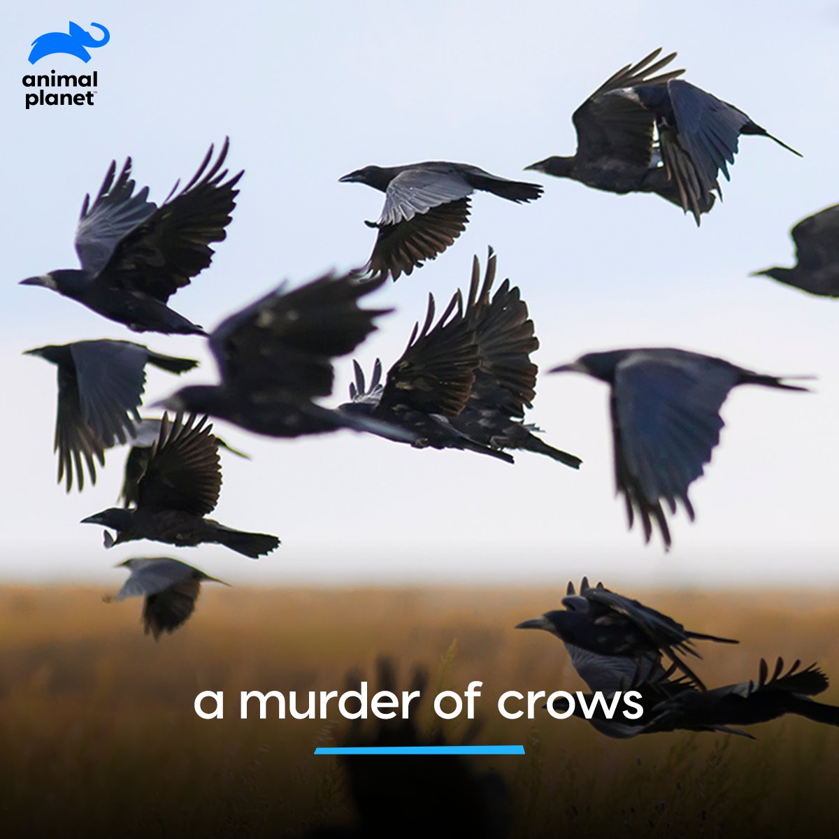 Animal Planet India on Twitter: Animal Planet India on Twitter:
