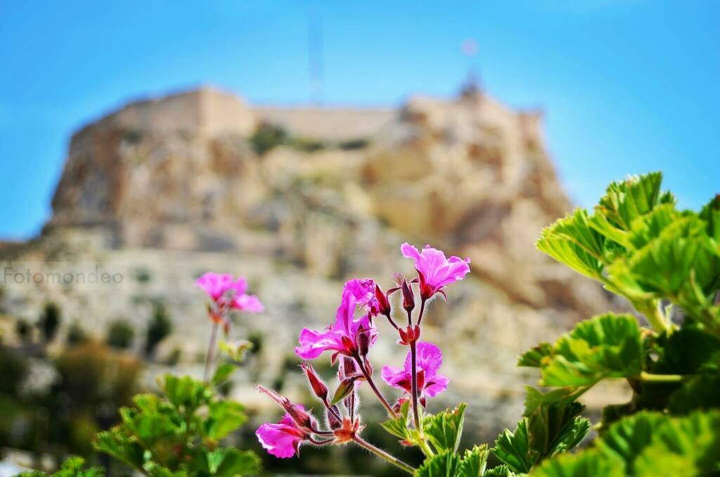 Fotomondeo's tweet photo. Good Morning World! #alicante #castle #bokeh #travel #adventure #wanderlust #vacation #travelgram #explore #holiday #travels #traveler #traveller #traveling #travelling #travelphotography #travelingram #travelblog #travelblogger #traveladdict #exploretoc… https://t.co/DfJKCZmI5n https://t.co/hbP3XRnnCW