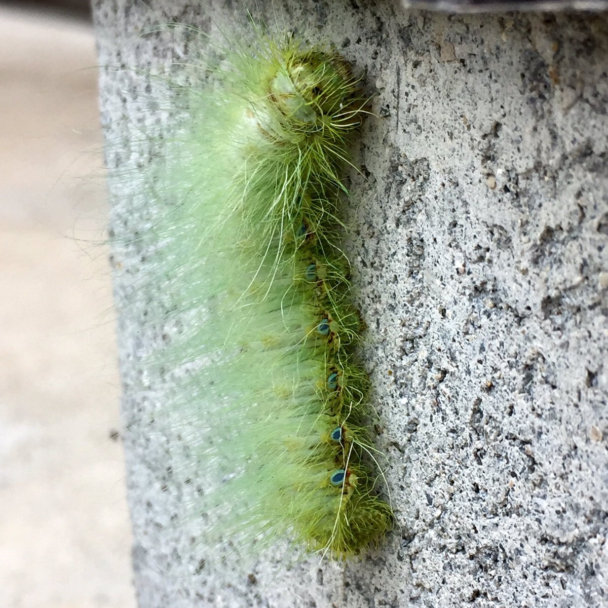 川 No Twitter 仕事場に綺麗な色の毛虫がいてびっくり 調べたらクスサンという蛾で幼虫はシラガタロウとも呼ばれているとか 白毛太郎 いい名前だなー