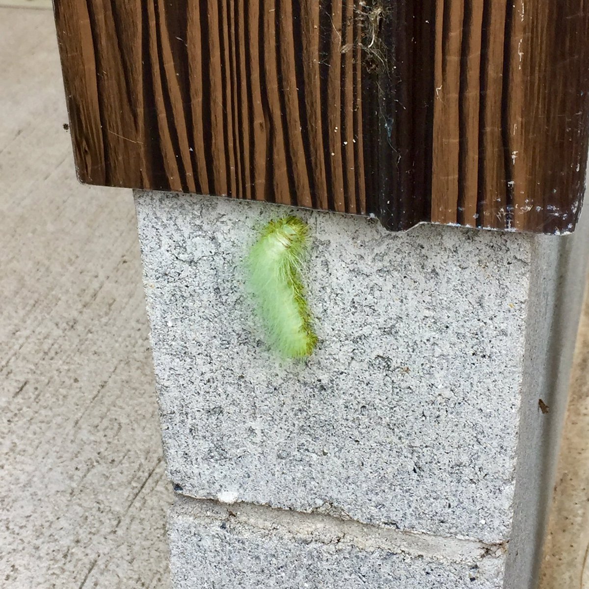 川 No Twitter 仕事場に綺麗な色の毛虫がいてびっくり 調べたらクスサンという蛾で幼虫はシラガタロウとも呼ばれているとか 白毛太郎 いい名前だなー
