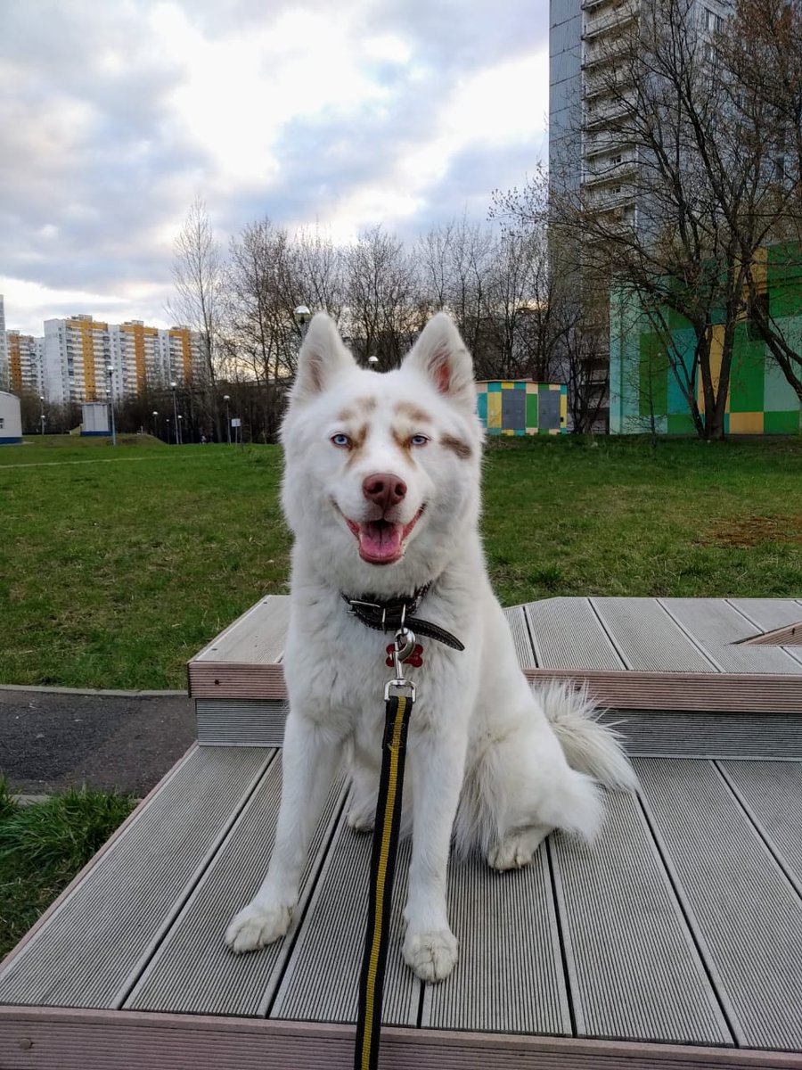 Для жителей Южного Чертаново Если кто  видел эту  собаку, сообщите  мне  (имя Айна) Убежала на прогулке утром