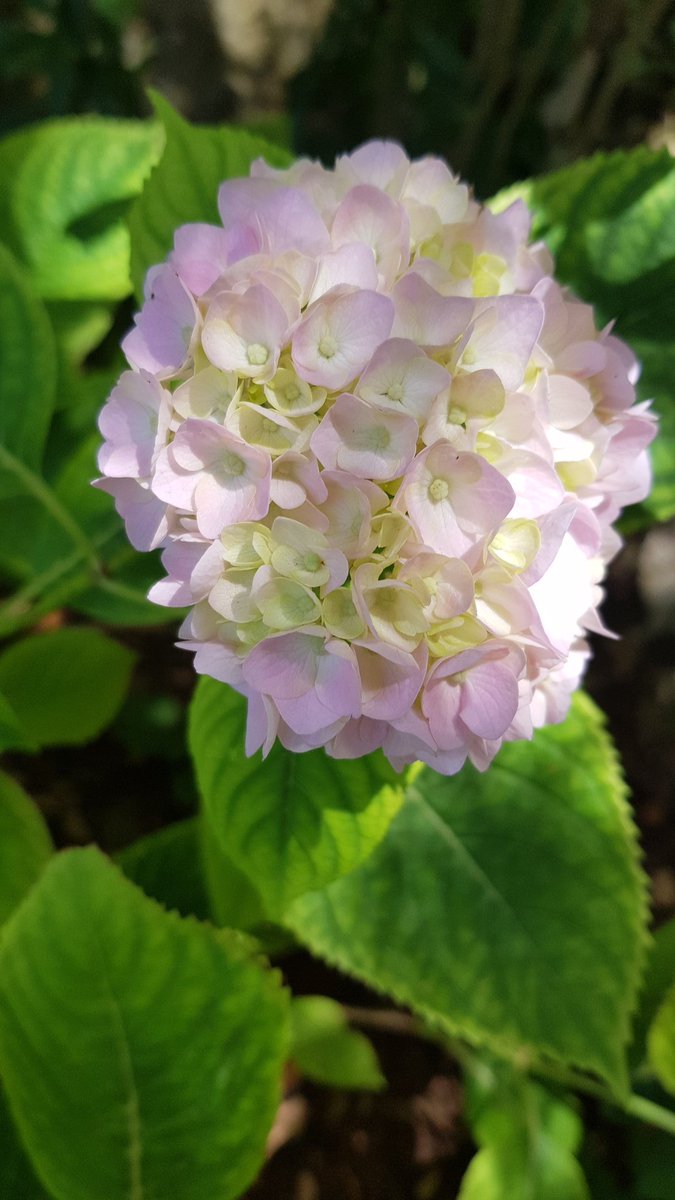 jardinboulevard's tweet image. Good morning from #Zalka #Lebanon