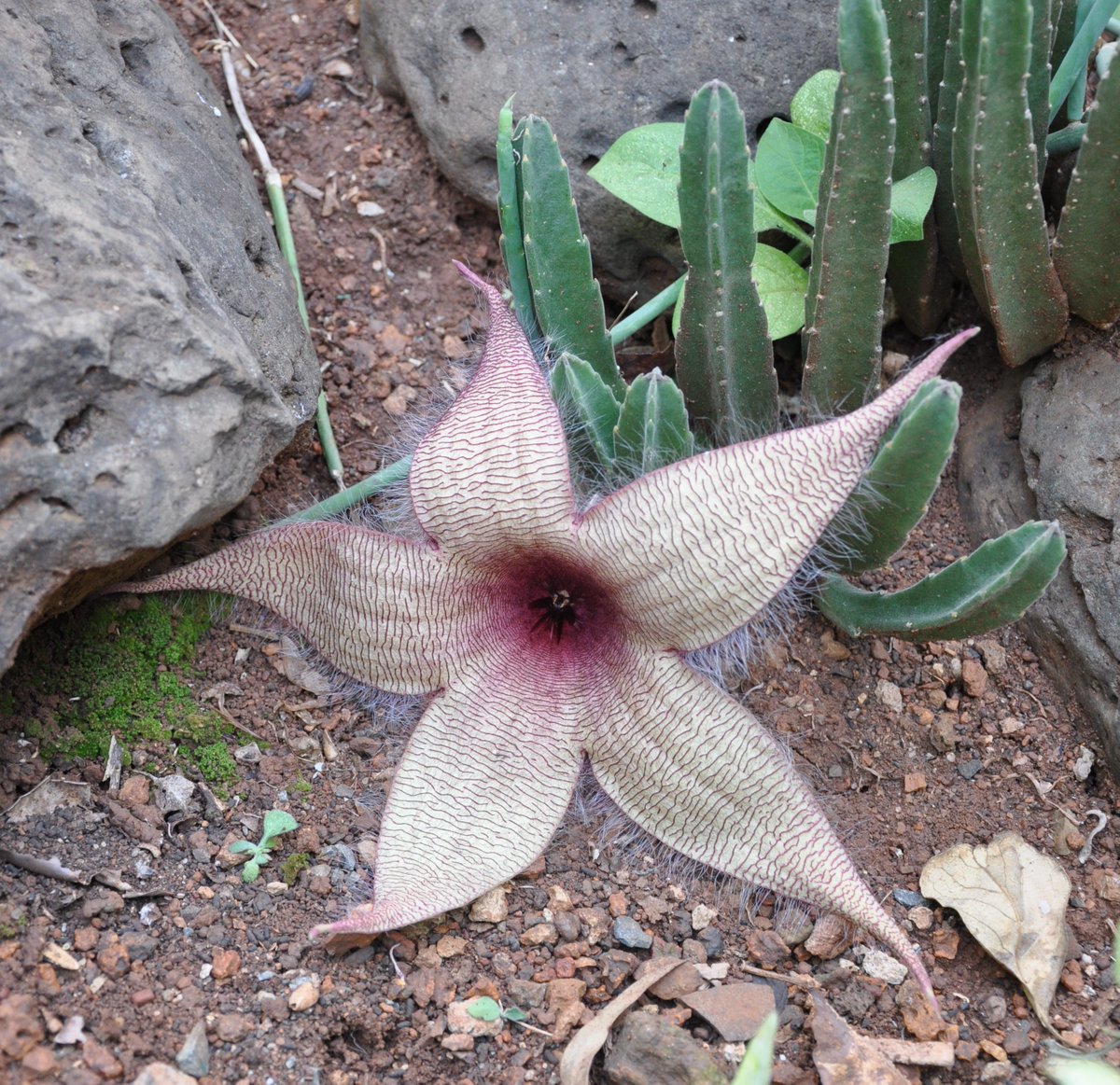Carrion Flowers

Seen today in Nairobi City
Stapelia gigantea N.E.Br. (fully open today, seen in bud yesterday)
Huernia keniensis R.E.Fr..