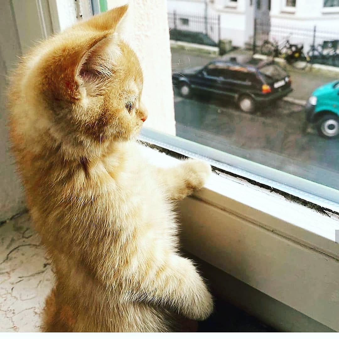 Looking the world 😍😍🚔

Double tap and tag Your Friends who are also a cat Lovers❤

#cat #CatsOfTwitter #cats #Caturday #catlovers