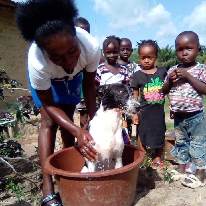 LiberiaAnimal's tweet photo. LAWCS facilitated the bathing of 100 dogs last week as part of the promotion of One Health Initiative.
#Dogs #OneWelfare #OneHealth #HumaneEdcation #Education #Kindness #StopAnimalAbuse #HelpAnimals #People #DogsMatter #DogWashing #DogBathing #HygienePromotion #DiseasePrevention https://t.co/z0frf9yEc3