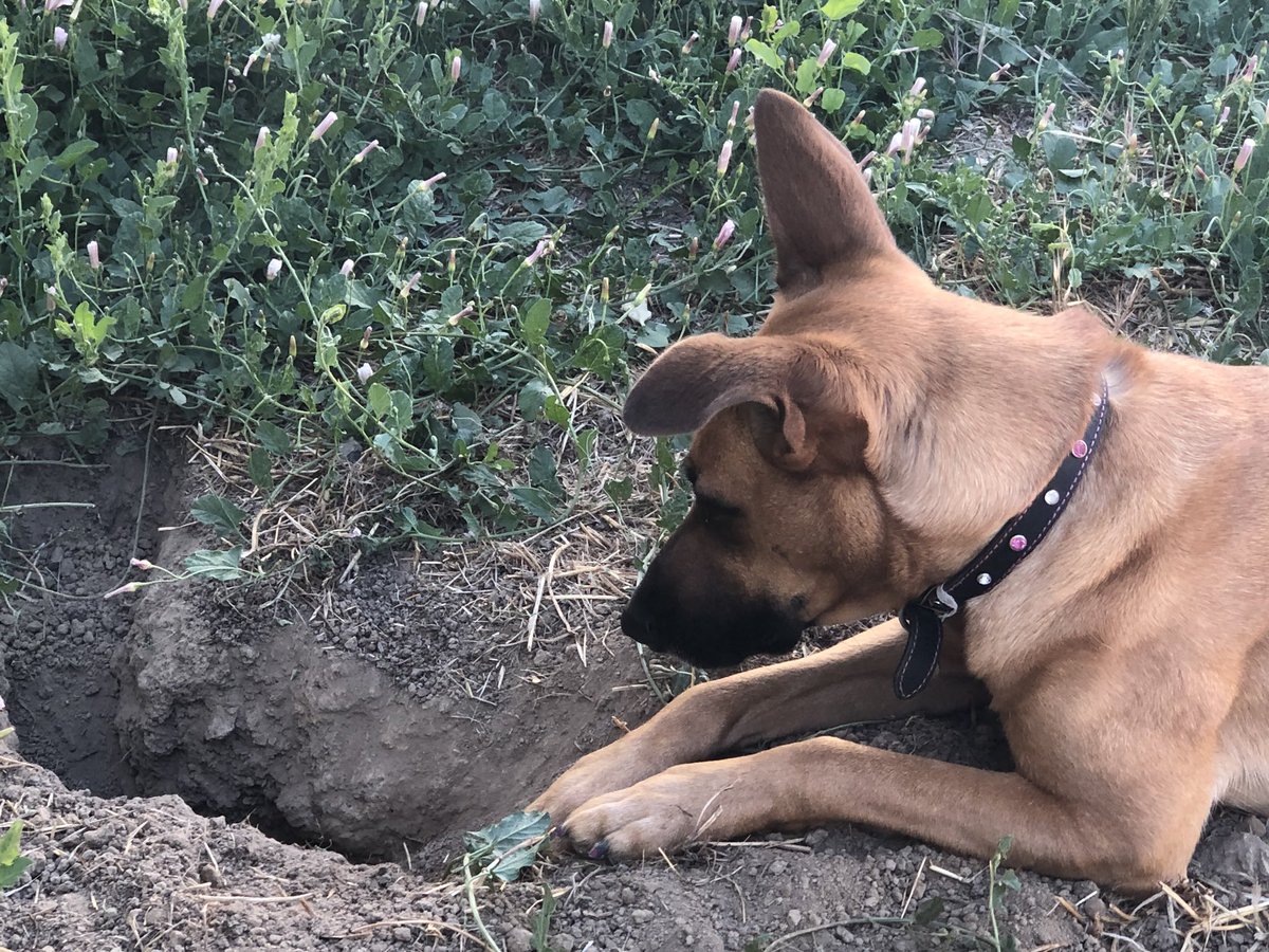 Ninja_Paws_'s tweet photo. There’s something in the ground ... I hear it... I smell it... show yourself earth monster... grrrrr bark bark https://t.co/aYaOwG4CM7