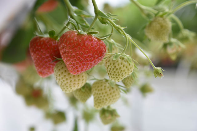 Helaas zijn we genoodzaakt de Aardbeien Demodag 2020 te annuleren. Het goede nieuws is dat Limgroup ook in 2021 haar locatie in Horst weer beschikbaar stelt voor ons als organisatie. Meer weten: zlto.nl/aardbeiendemod… @LimgroupBV <a href="/DelphyNL/">DelphyNL</a>  <a href="/ZLTO/">ZLTO</a> <a href="/Fruitmasters/">Fruitmasters</a> #aardbeien