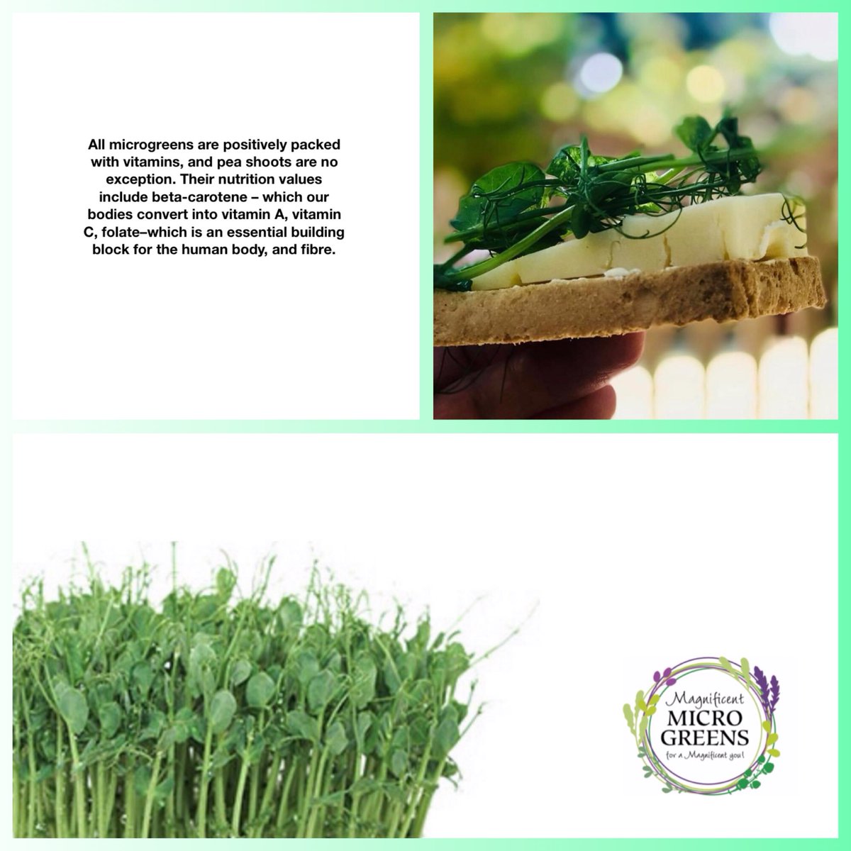 Delighted to be delivering freshly harvested organically grown PeaShoots to <a href="/thewoodworksltd/">Woodworks Trading Ltd.</a> coffee shop this morning 🌱 #Grownlocal #supportlocal #buylocal #coffee #microgreens #superfood #localsuppliers #keepingitlocal #takeouttuesday