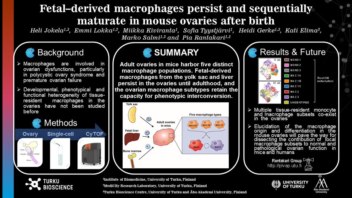 Heli Jokela (@jokelaheli) on Twitter photo Time for #UTULifespan2020 poster! Mapping leukocyte landscape, especially #macrophages & #monocytes, of #ovaries using #singlecell #CyTOF profiling provides detailed insight into the ovarian microenvironment.
<a href="/RantakariGroup/">Rantakari Group</a> @TurkuBioscience @Fluidigm
#uniturku #aboakademi Time for #UTULifespan2020 poster! Mapping leukocyte landscape, especially #macrophages & #monocytes, of #ovaries using #singlecell #CyTOF profiling provides detailed insight into the ovarian microenvironment.
<a href="/RantakariGroup/">Rantakari Group</a> @TurkuBioscience @Fluidigm
#uniturku #aboakademi