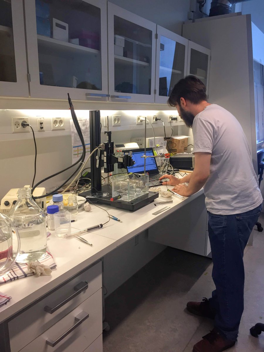 FBL_UCPH's tweet image. Here you see Lucas Peralta using #microsensors to asses the strength of the #gasbarrier in #rice roots as part of his PhD project. We know already that the barrier keeps gasses in, but does it also restrict the entry of toxic gasses such as #hydrogensulfide from outside?