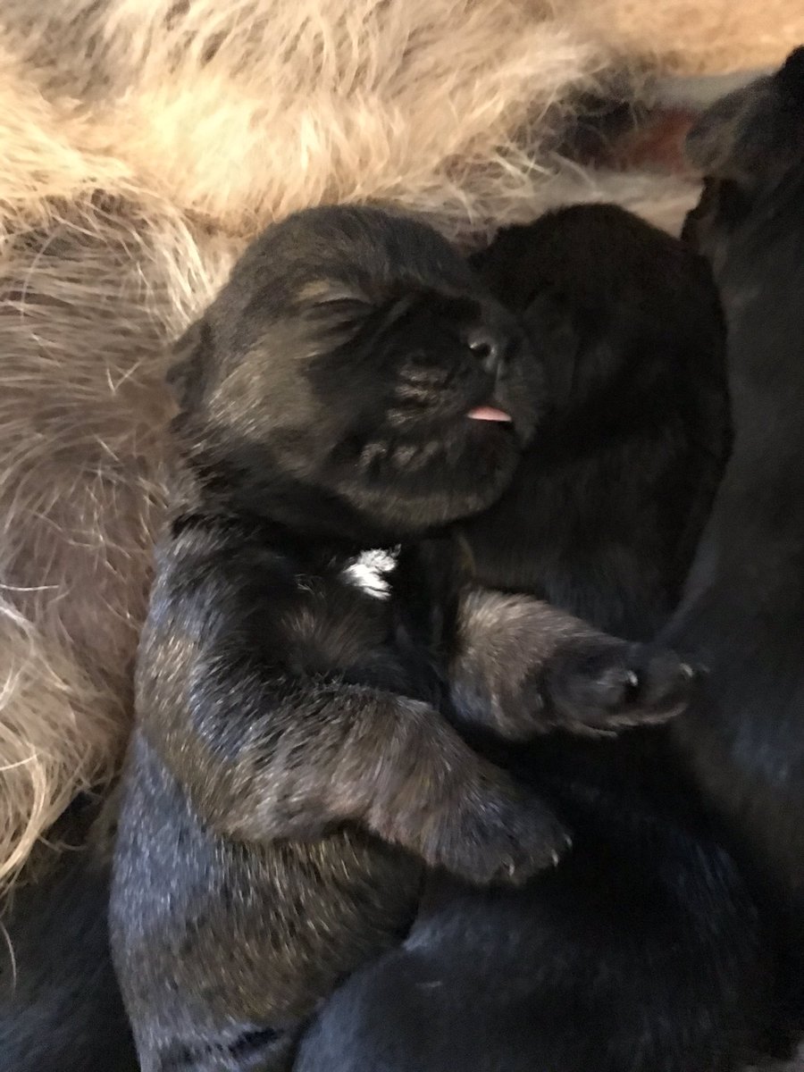 lottiebee77's tweet photo. ๐๐ฅฐ My new babies ๐ถ benji & Poppyโs offspring #toocute
#borderterriers #puppies #cutestpups #borderbreed https://t.co/AnKwkDdMZq